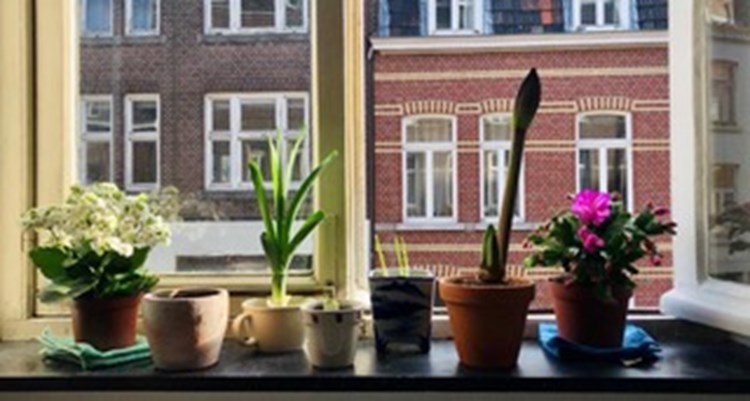 If My Plants Were Zoom Students